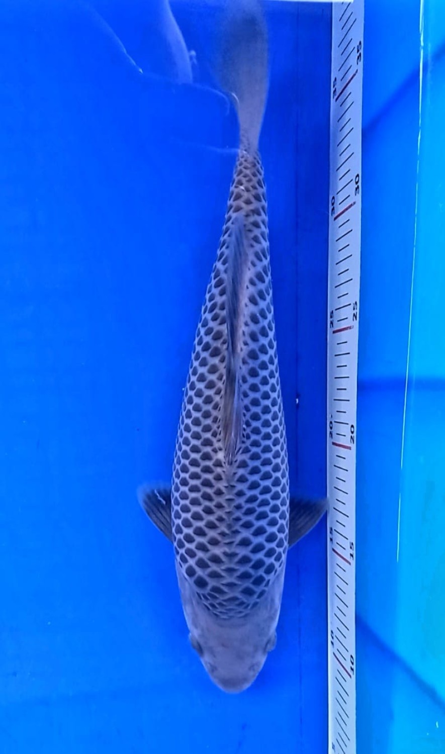 Juara 1