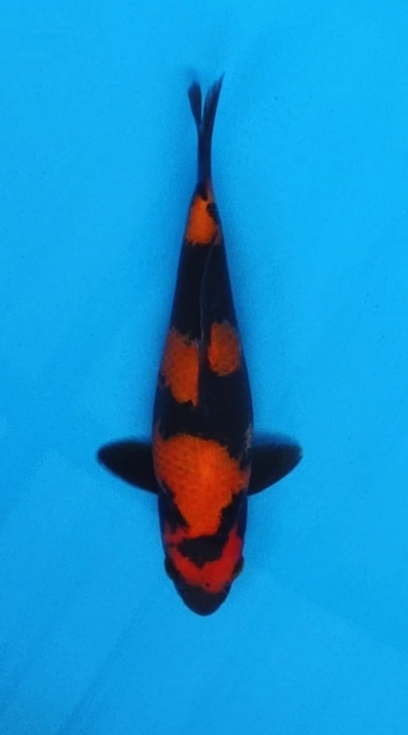 Juara 1
