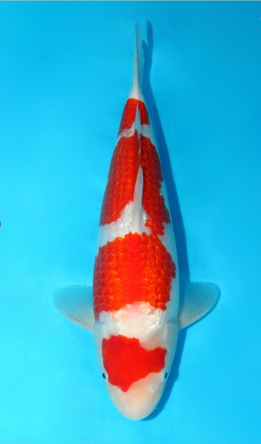 Best In Size B 56 - 60 cm
