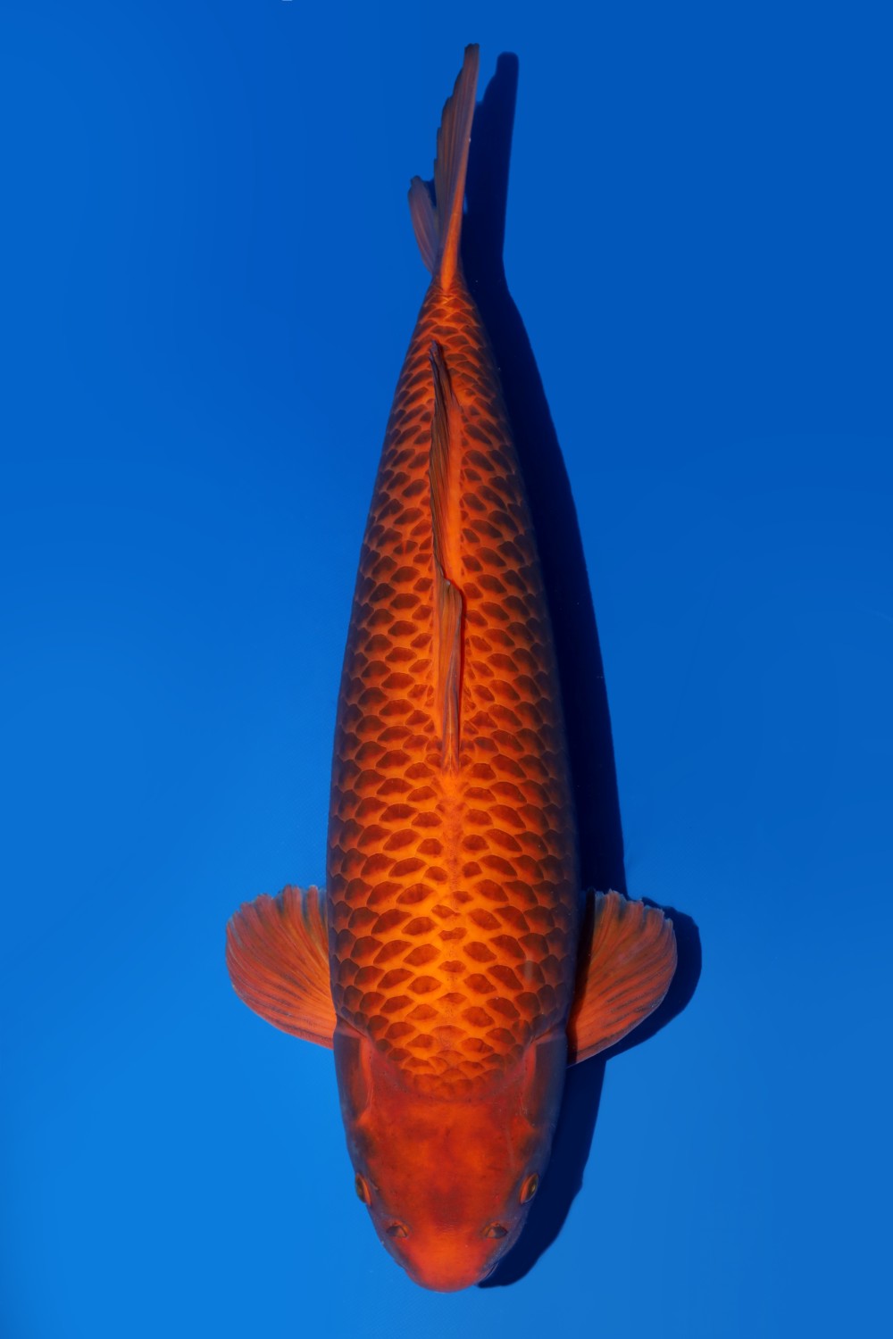Juara 1