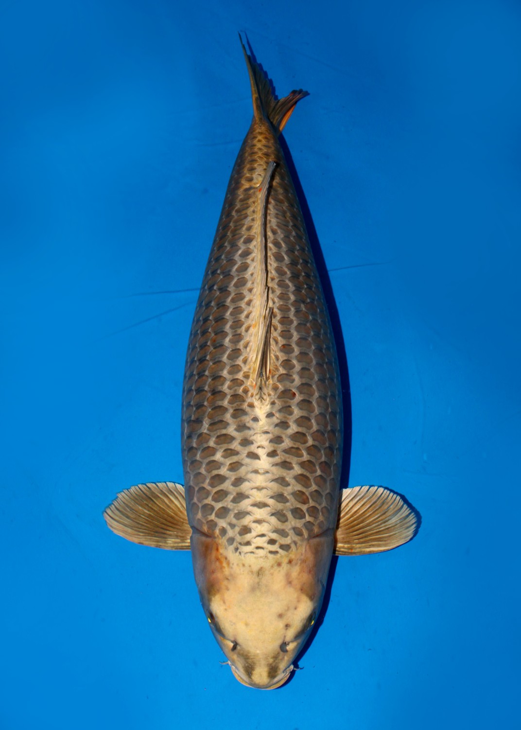 Juara 1