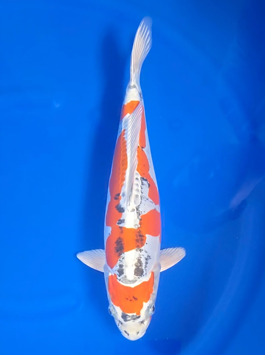 Juara 1
