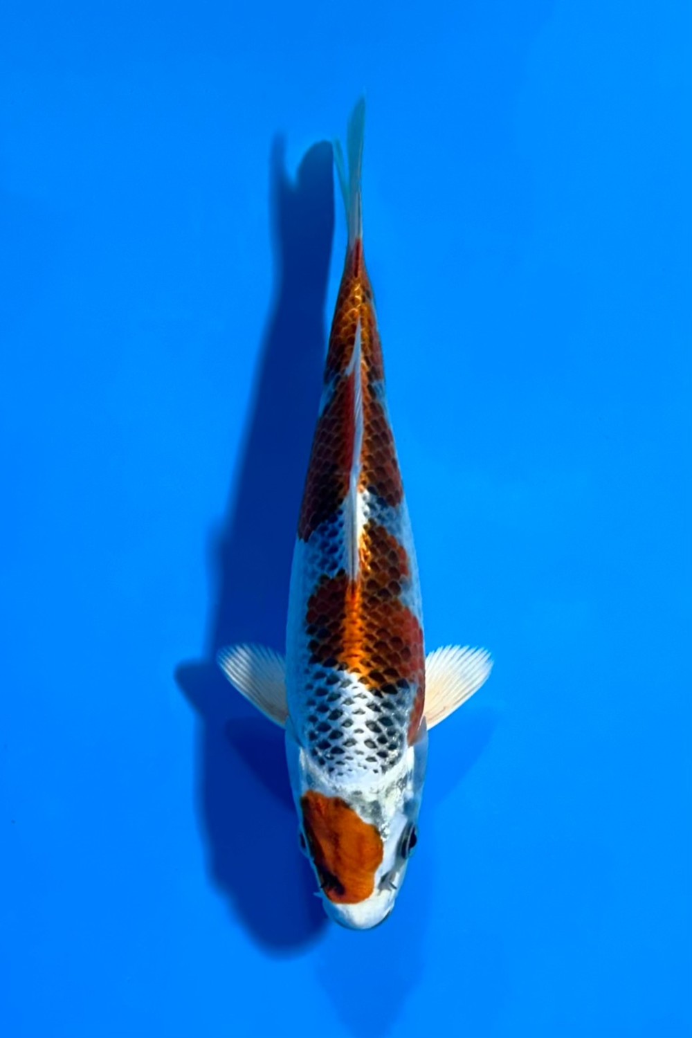 Juara 3