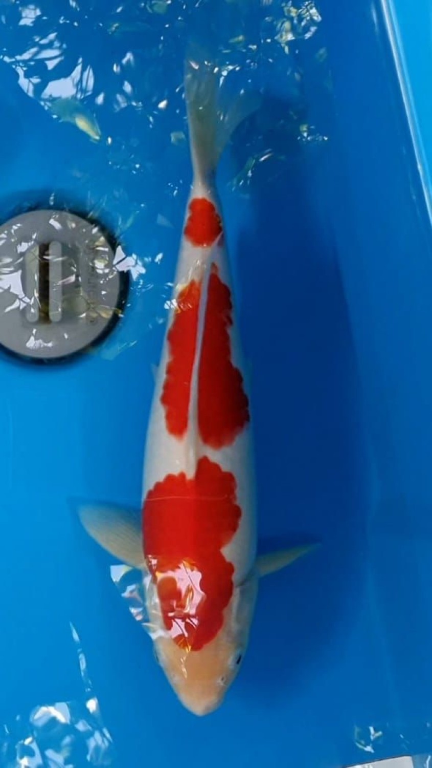 Juara 3