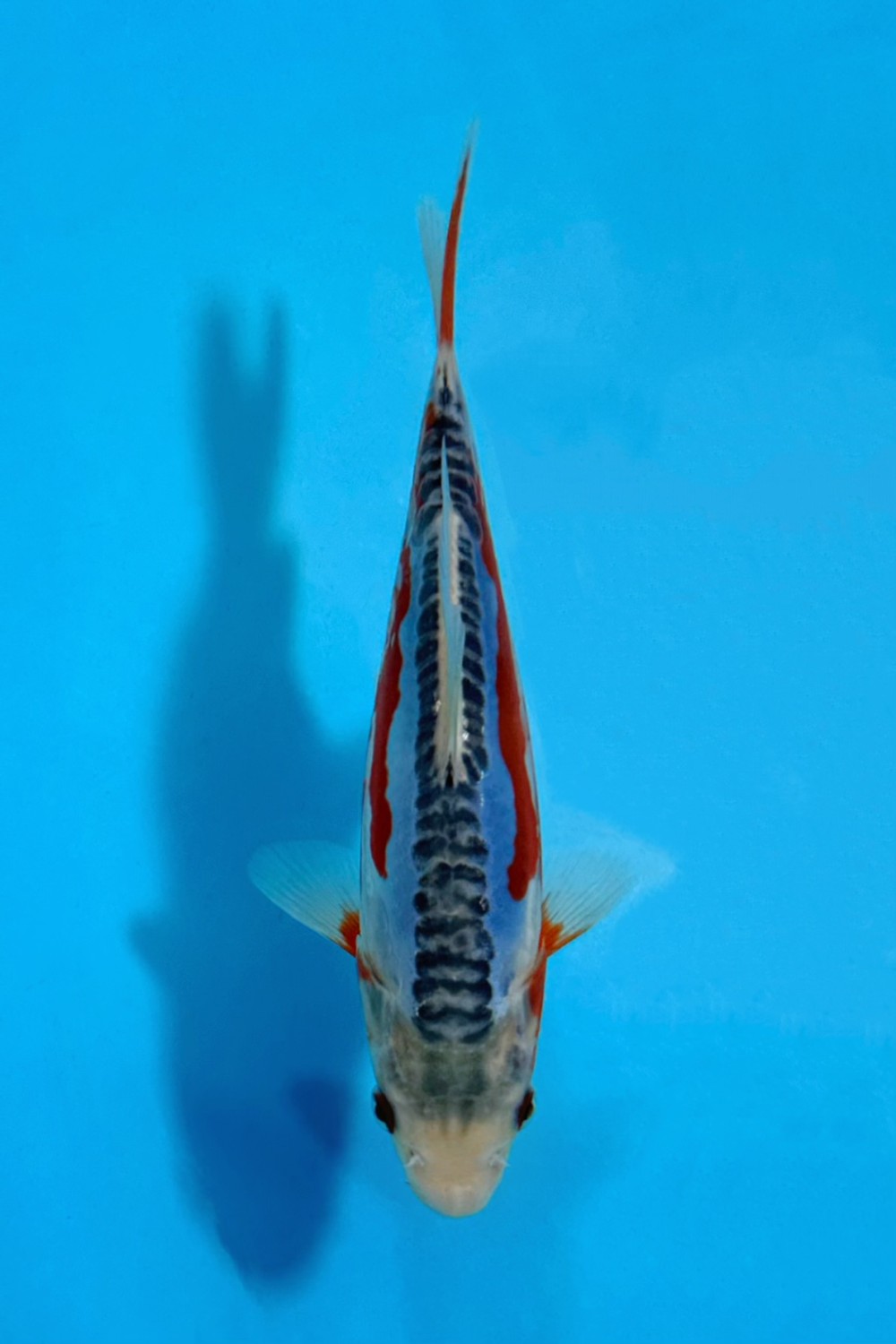 Juara 1