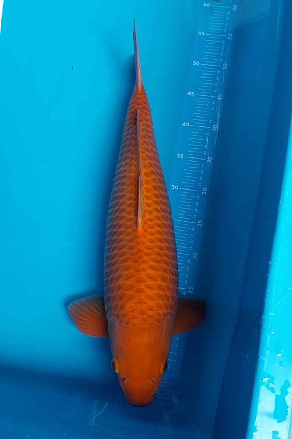 Juara 2