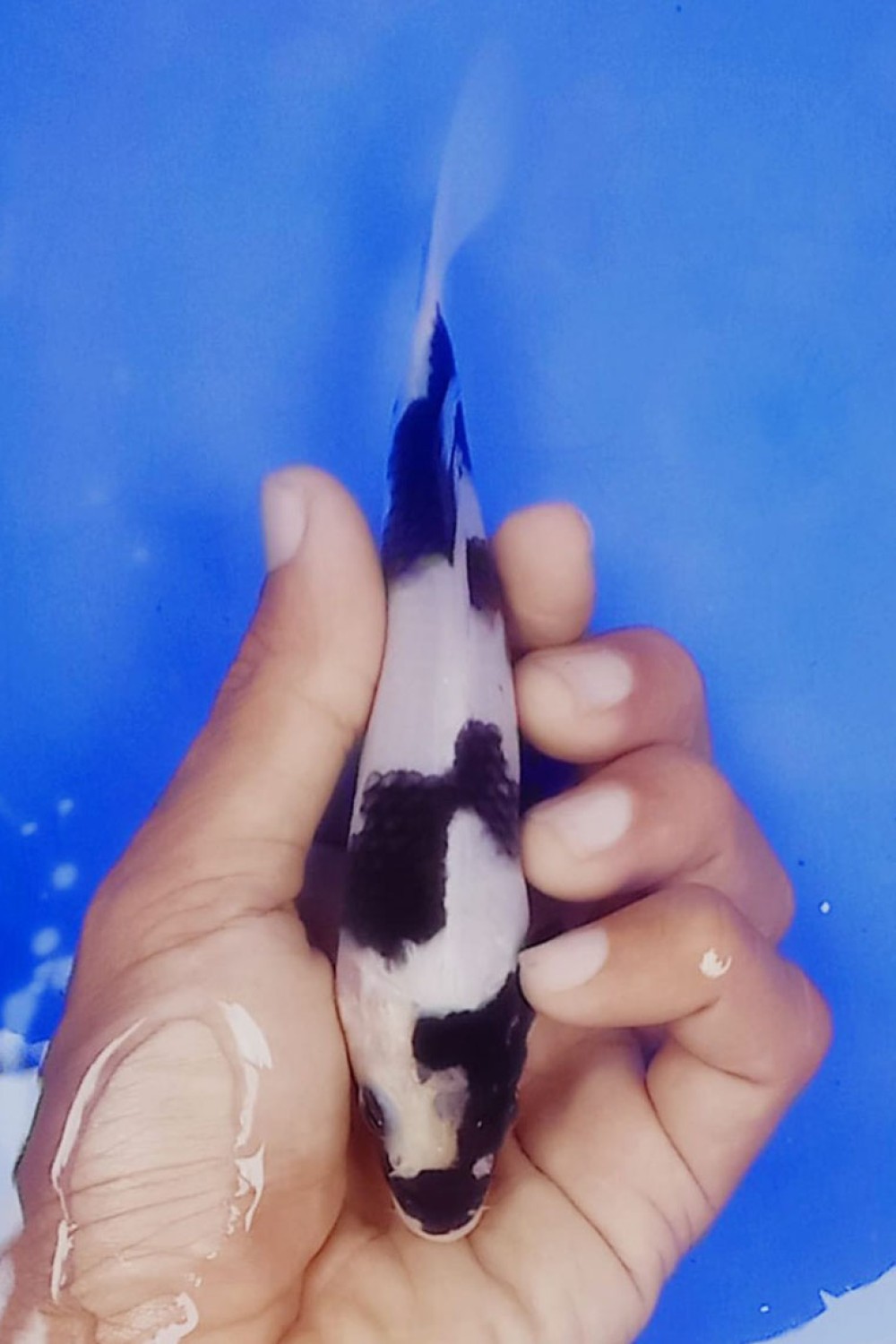 Juara 1