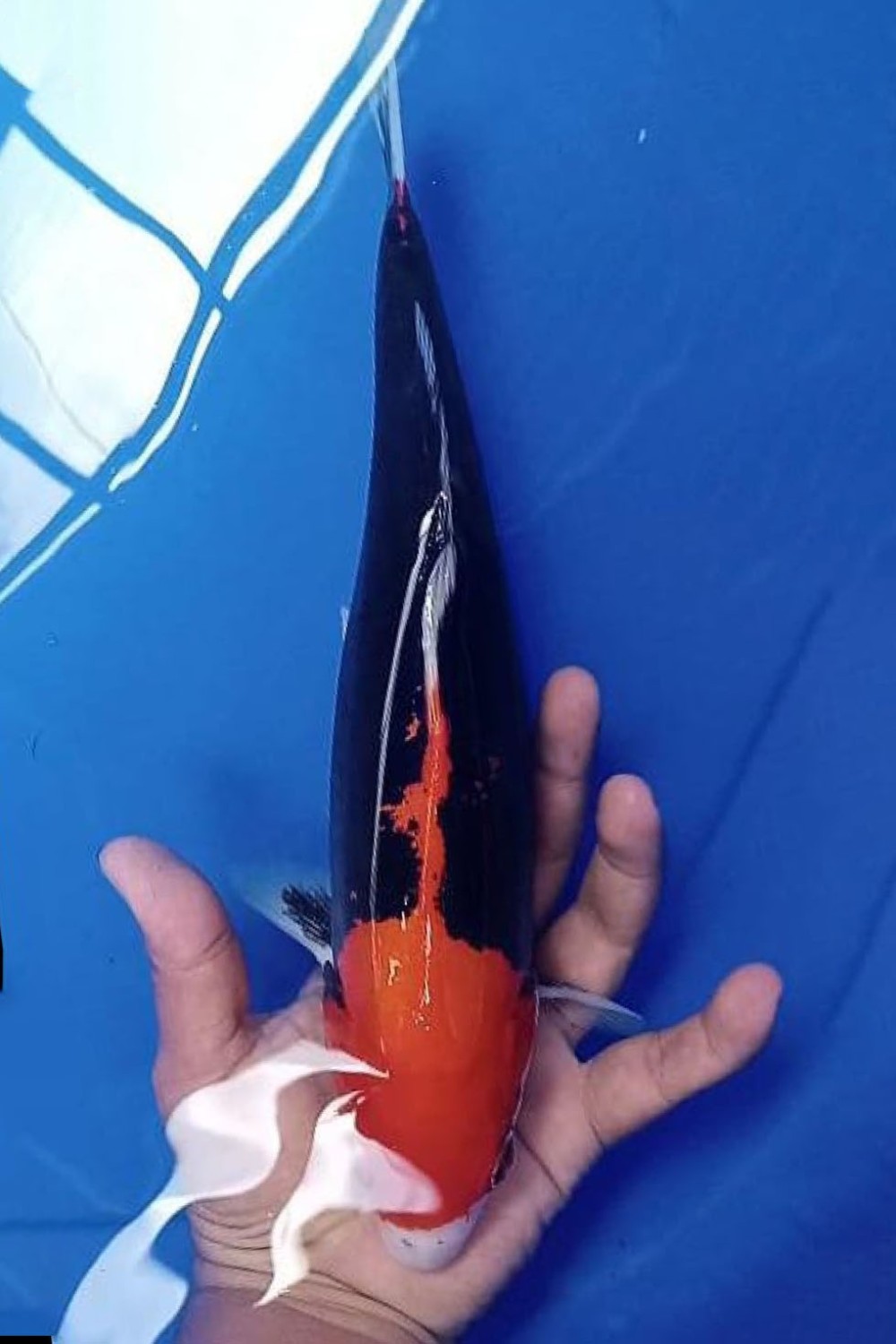 Juara 1