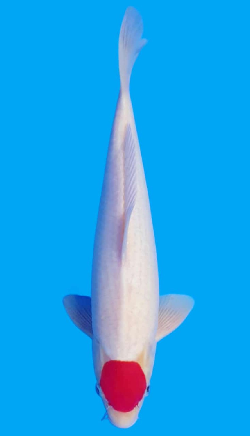 Juara 3