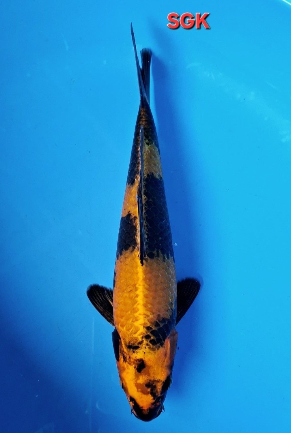 Juara 2