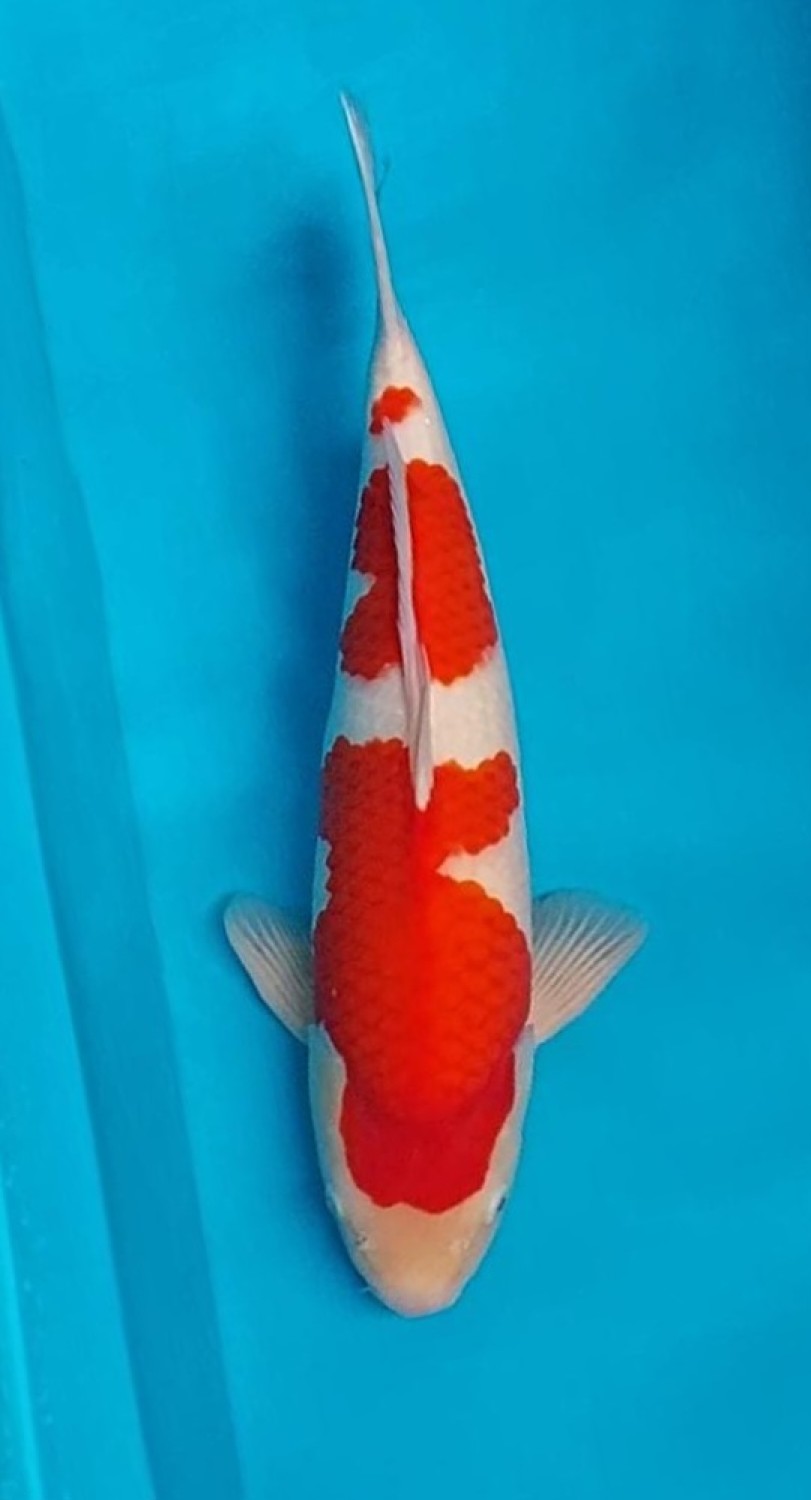 Juara 3