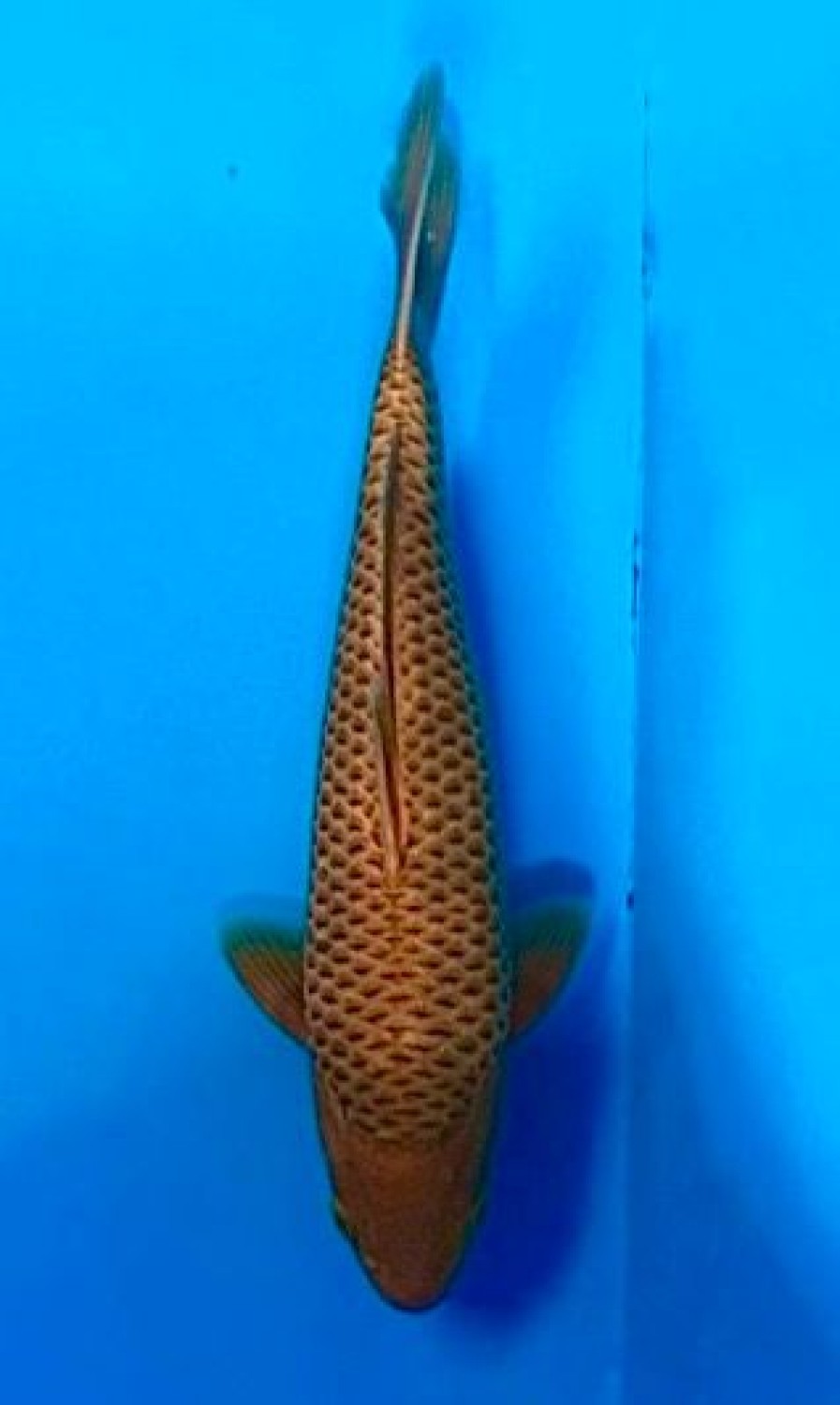 Juara 2