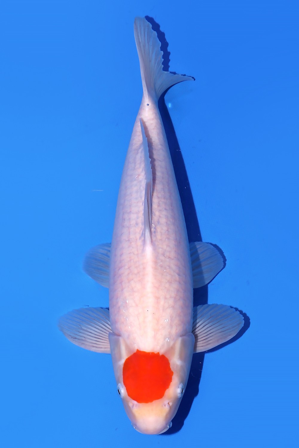 Juara 5