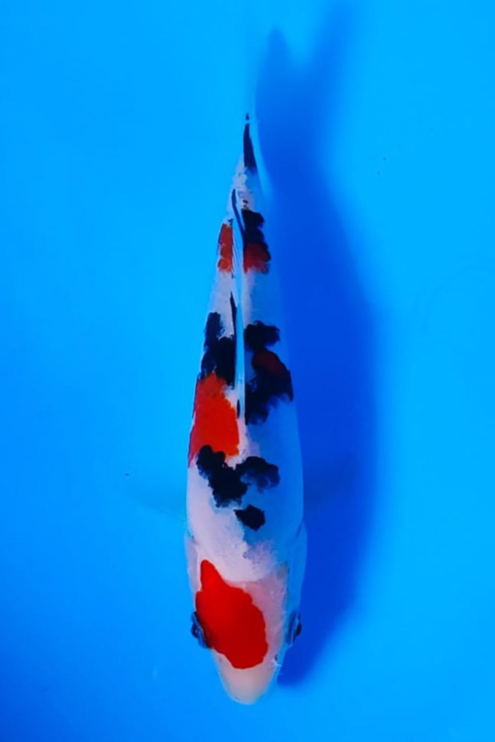 Juara 4