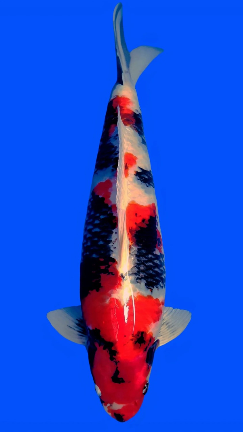 Juara 1