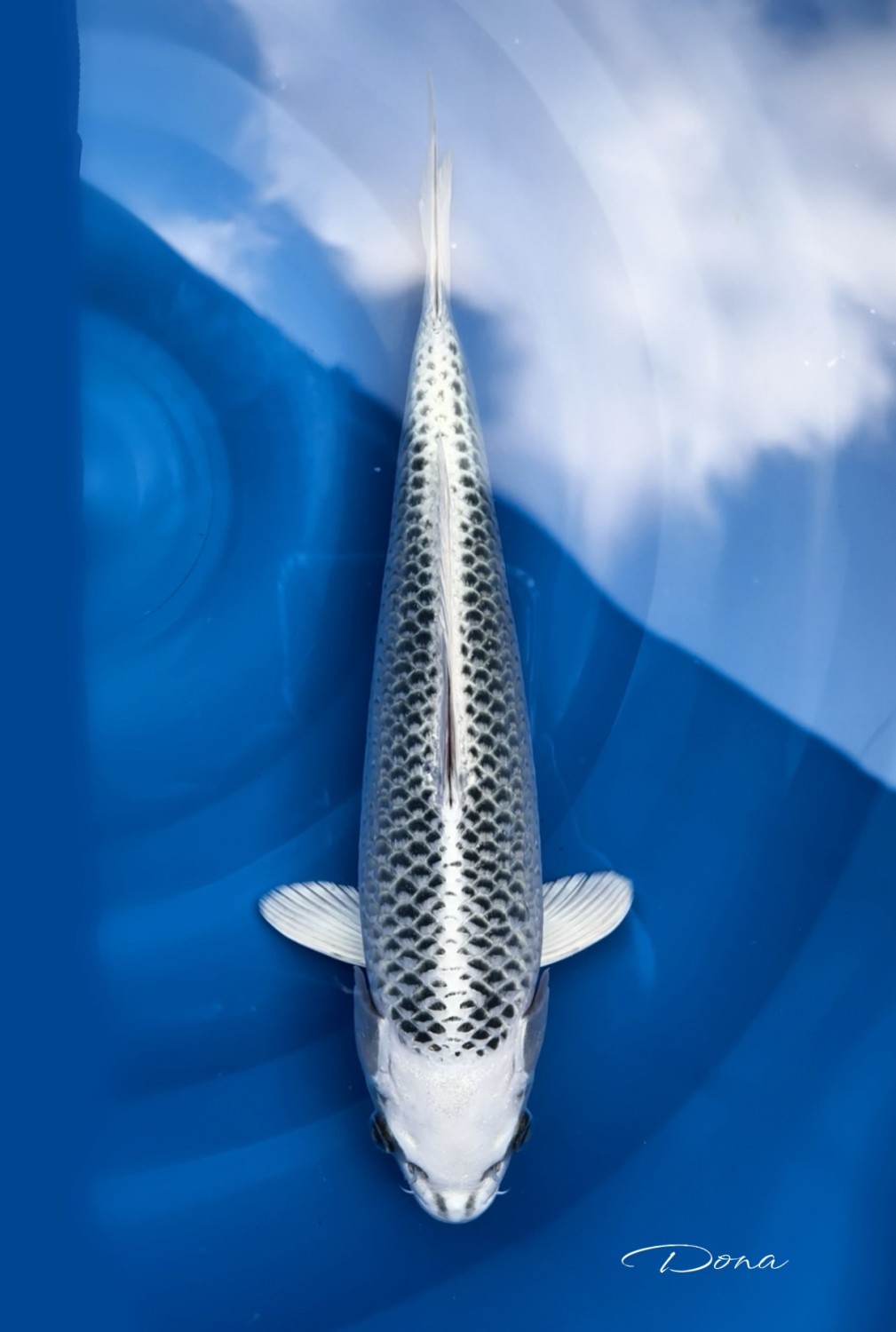 Juara 1