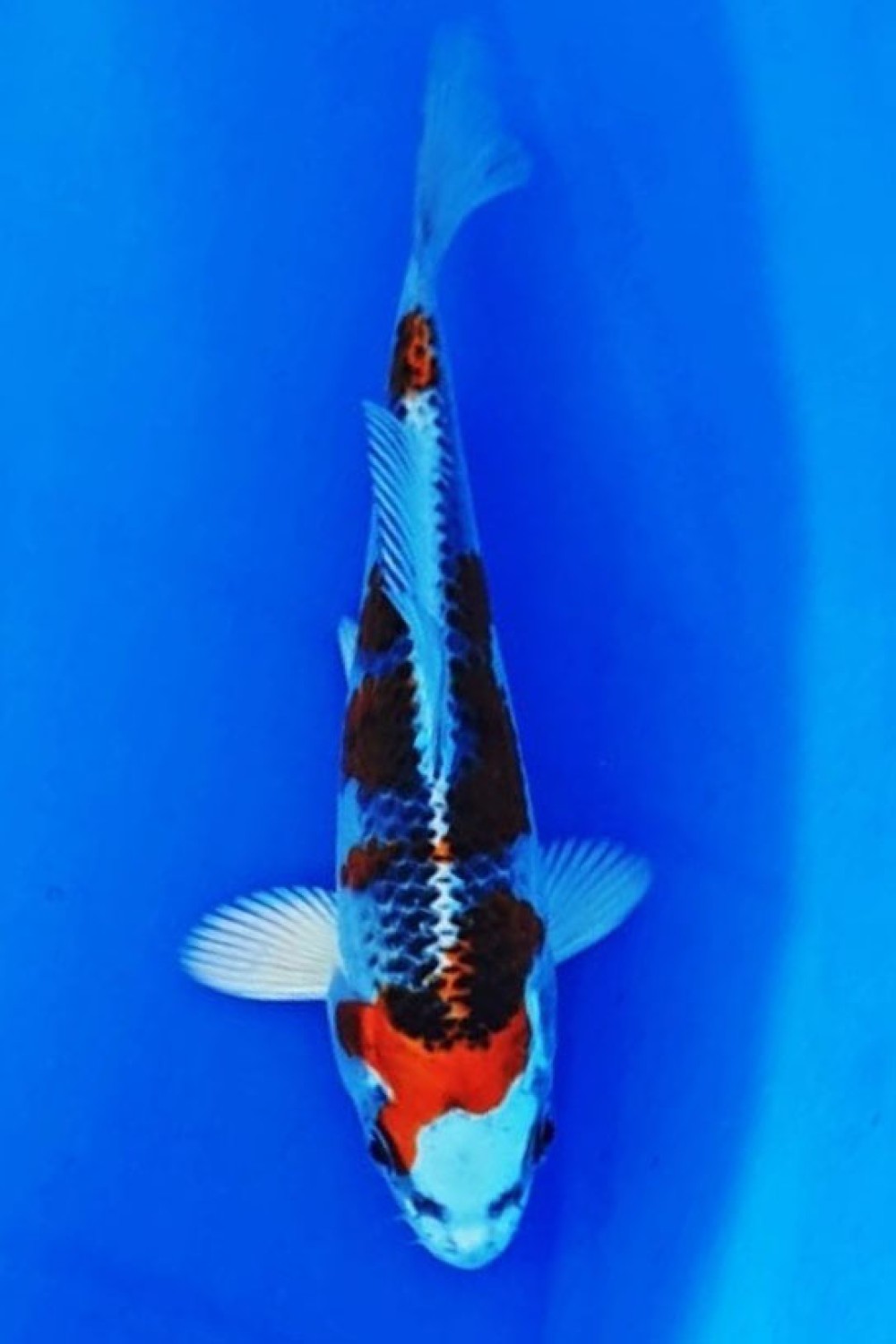 Juara 2