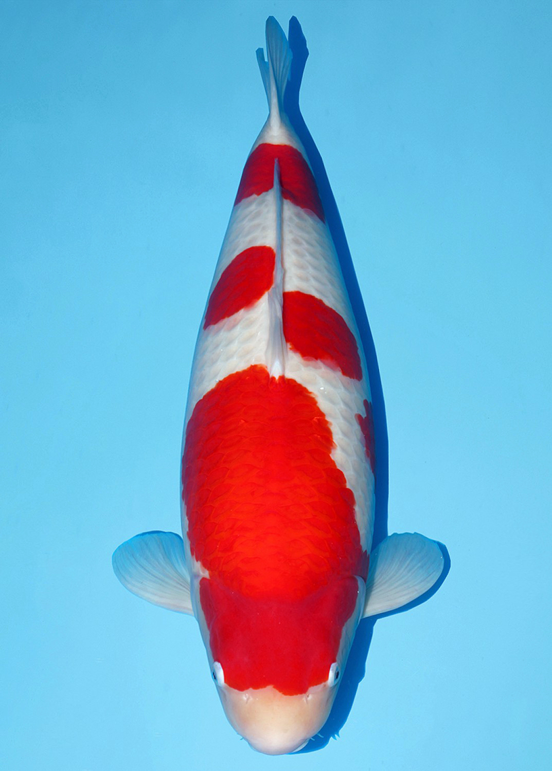 Juara 1