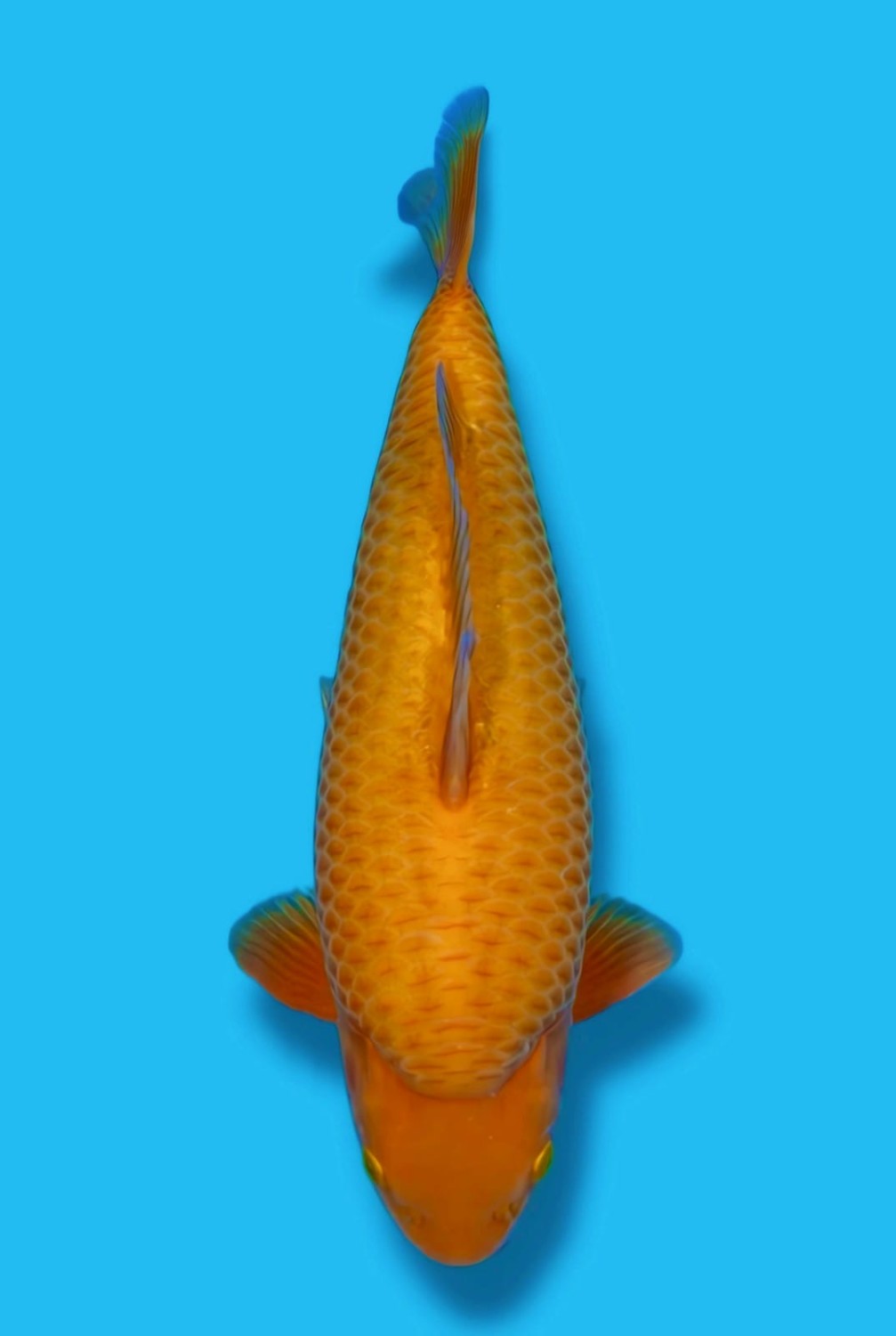 Juara 1