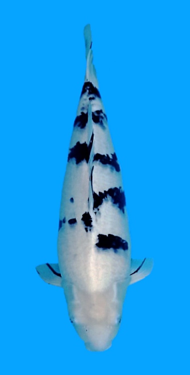 Juara 1