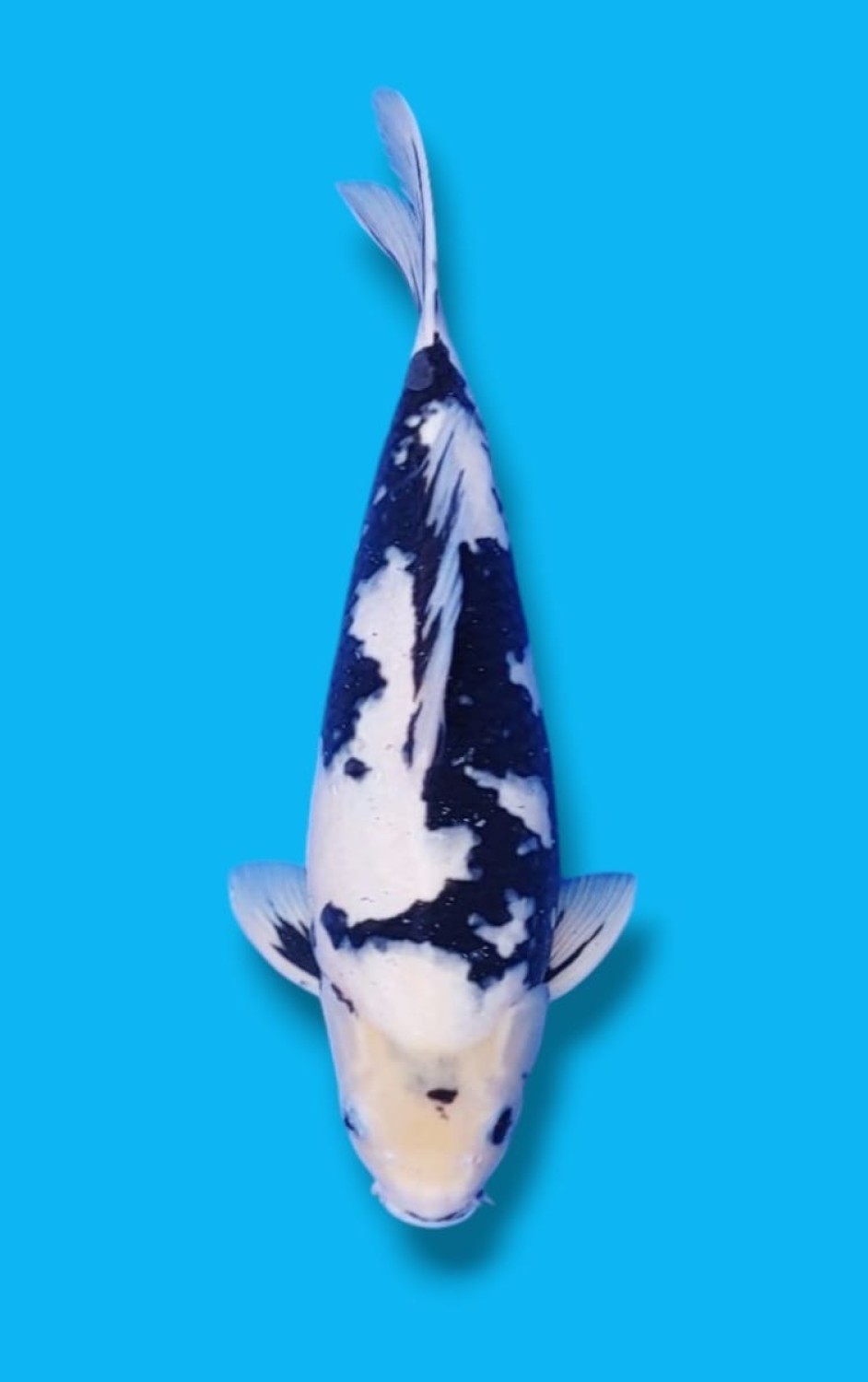 Juara 4
