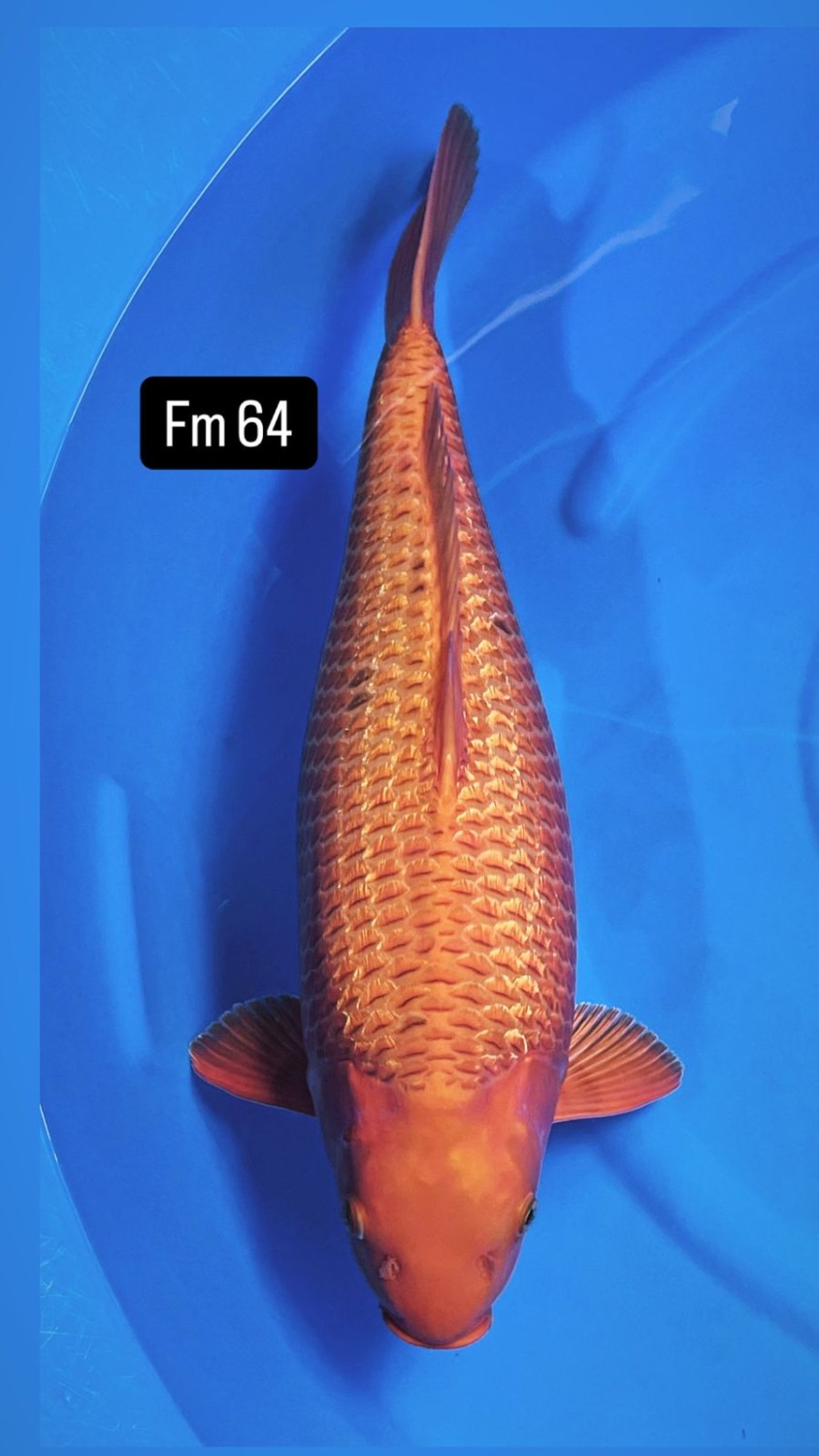 E. Kamboja Grand Champion