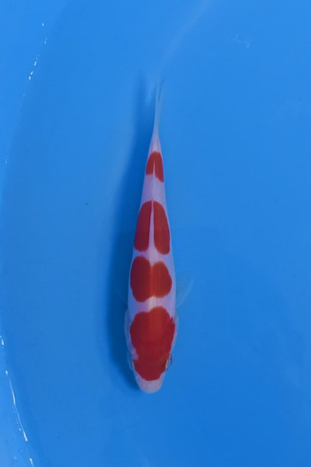 Juara 1