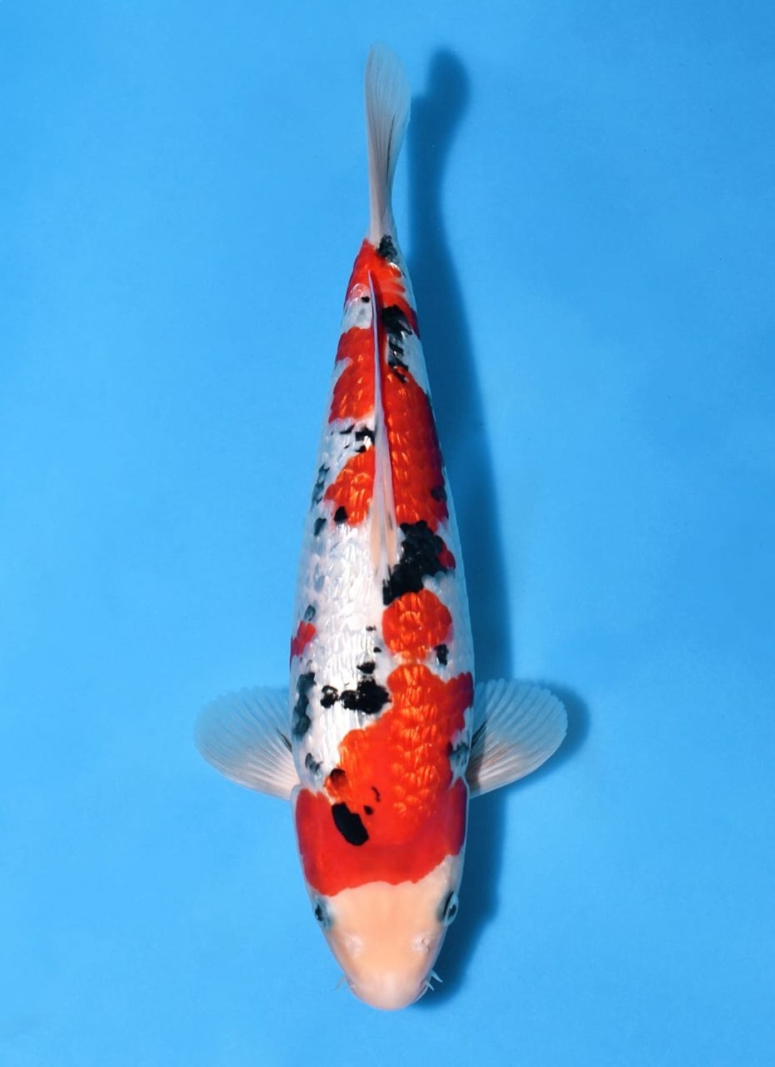 B. Melati Prize, 51 - 55 cm
