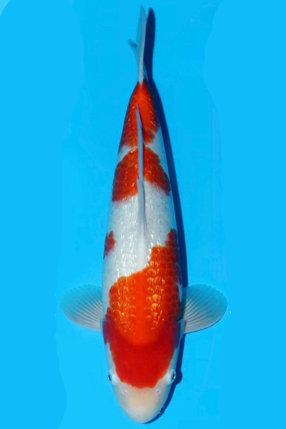 Juara 2