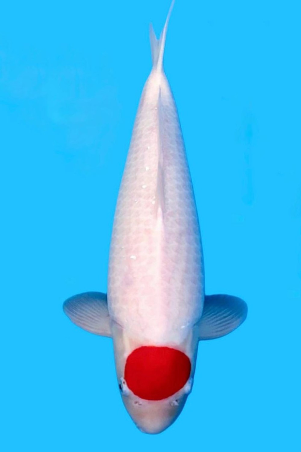 Juara 1