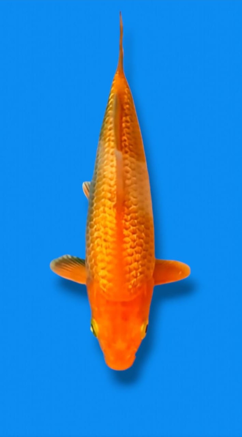 Juara 1