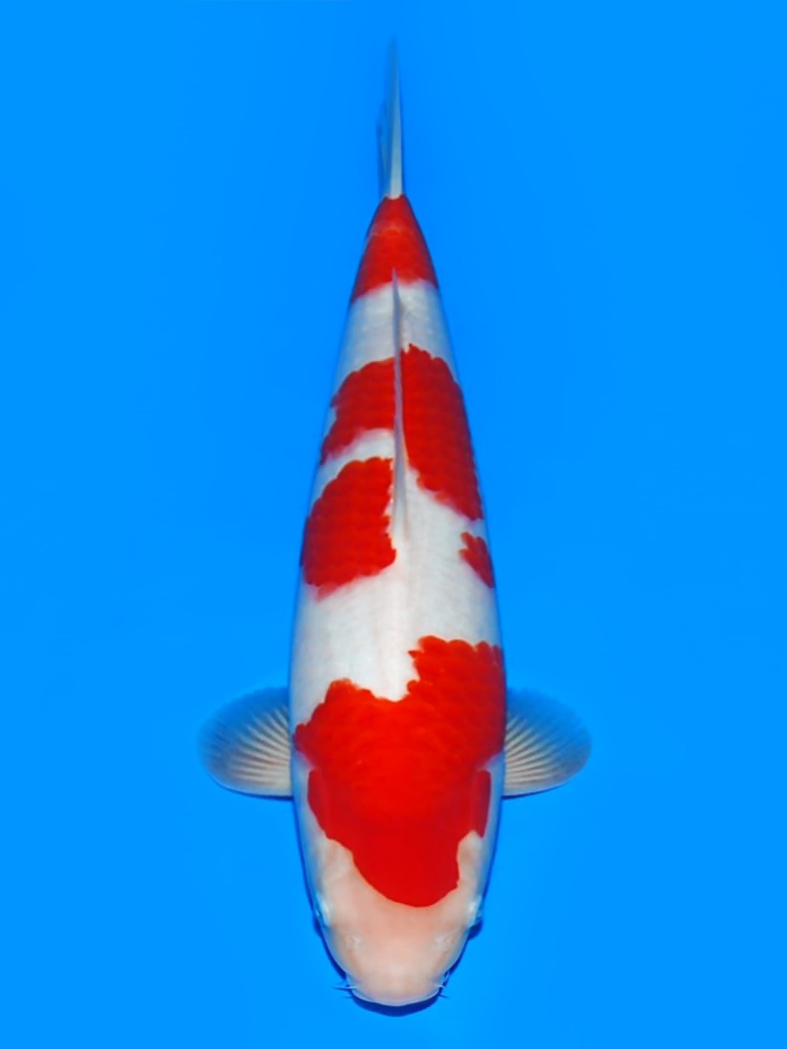 Juara 2
