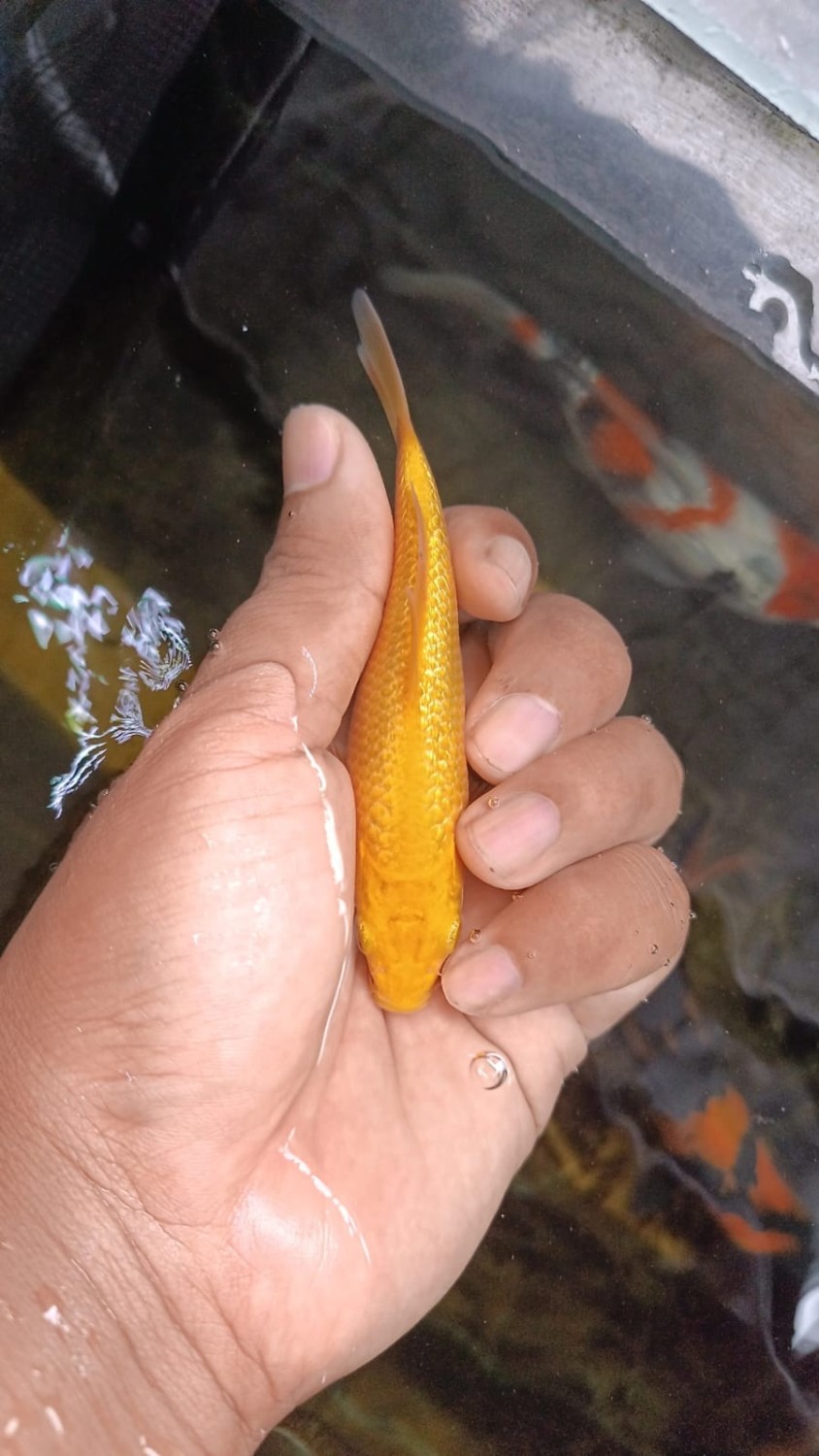 Juara 5