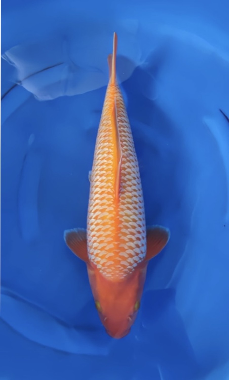 E. Kamboja Young Champion