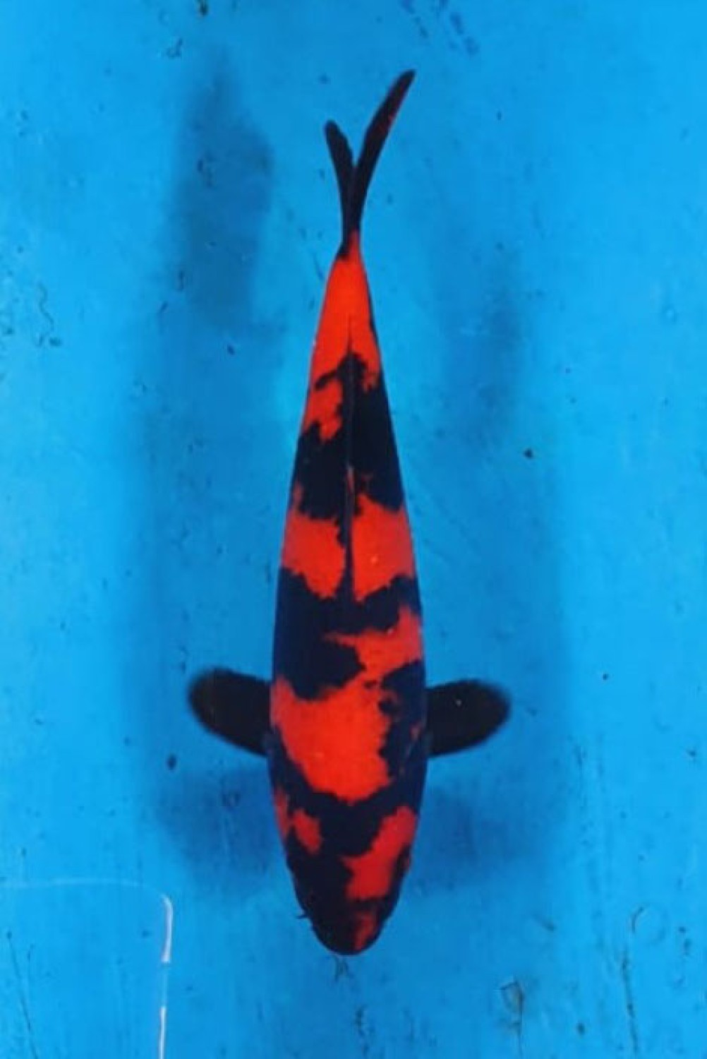 D. Cempaka Prize, 13 - 15 cm