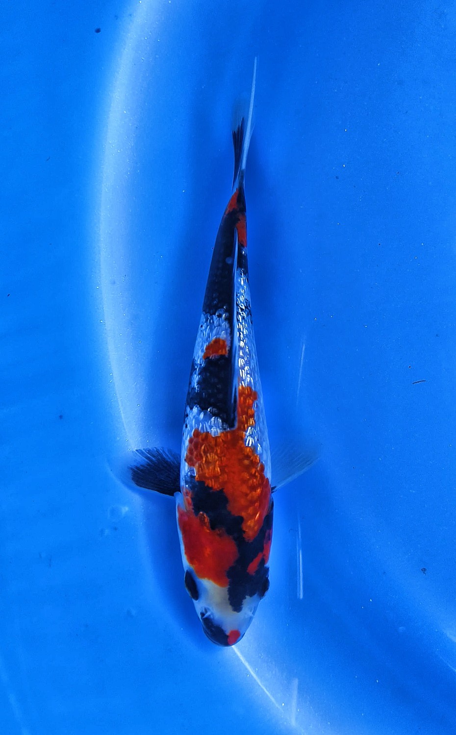 Juara 2