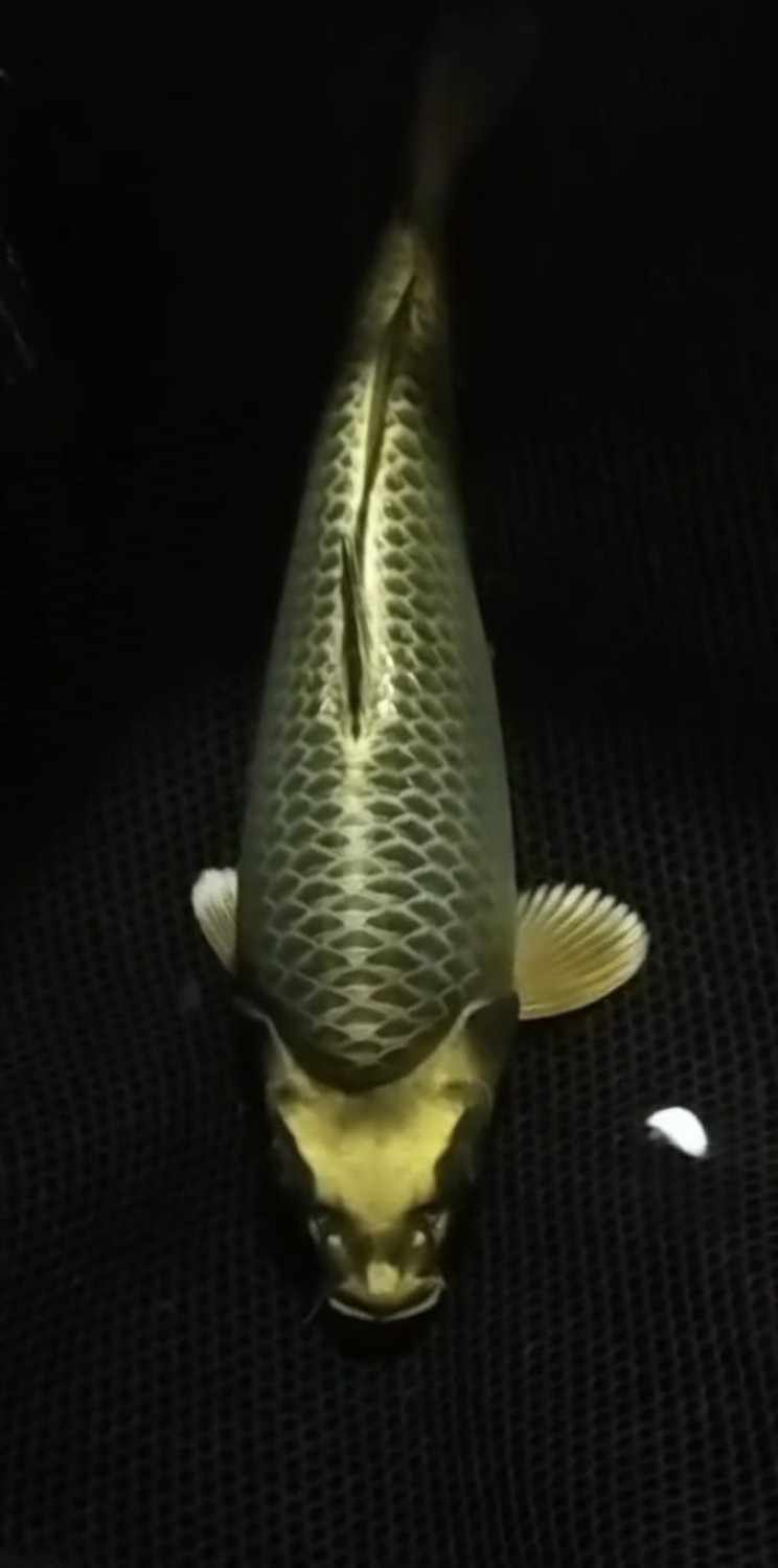 Juara 2