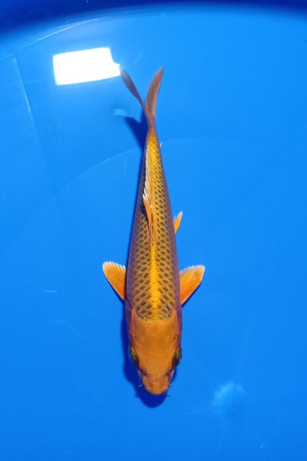 Juara 5