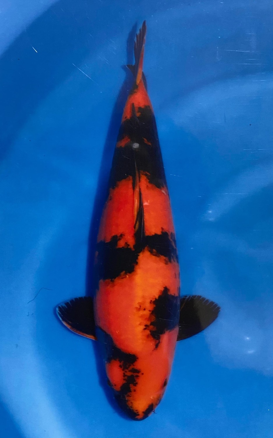 D. Cempaka Prize, 51 - 55 cm