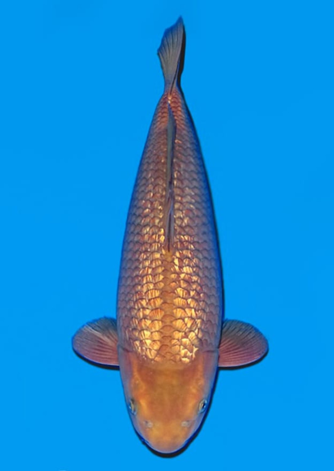 E. Kamboja Prize, 61 - 65 cm