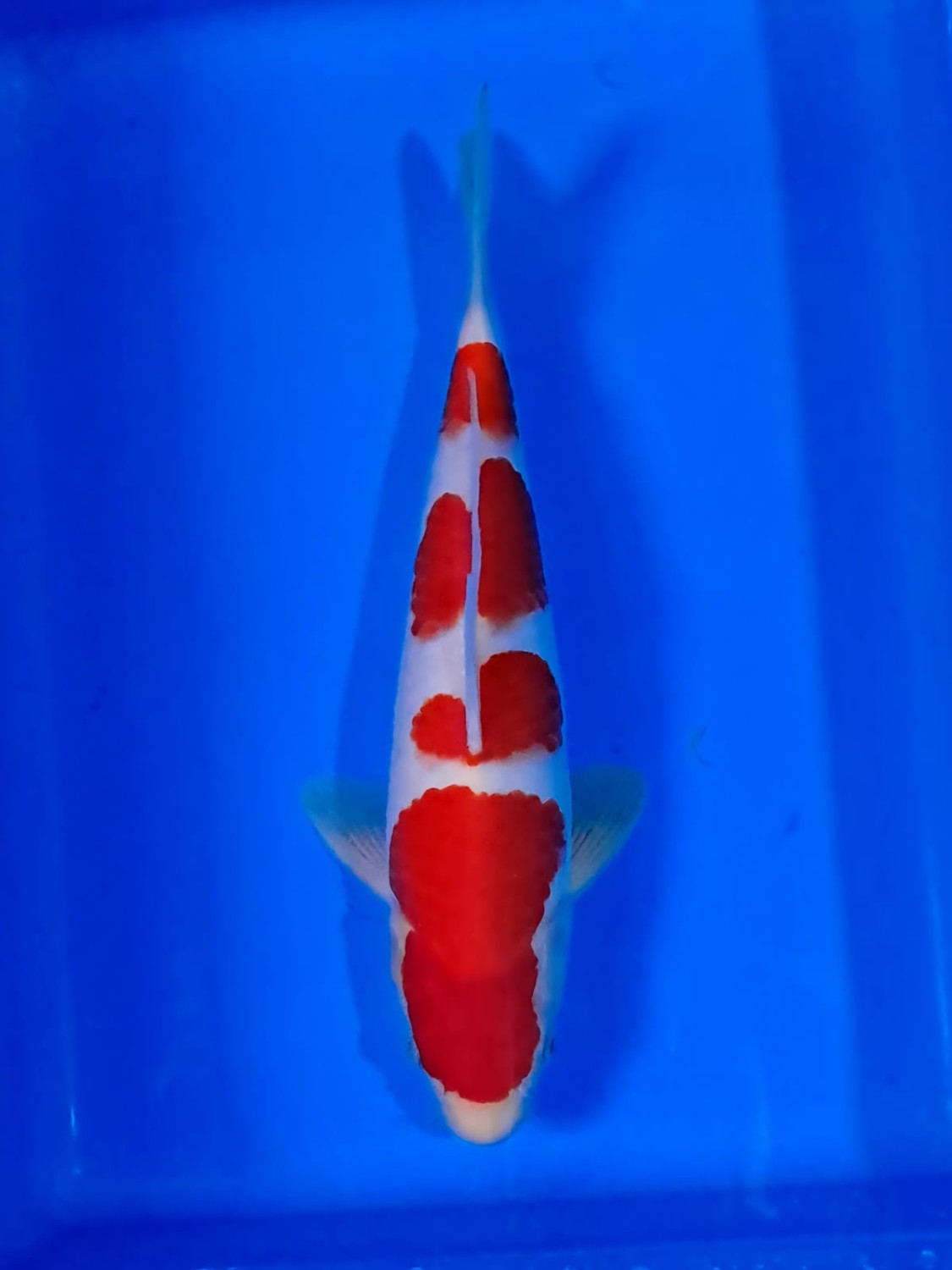 Juara 1
