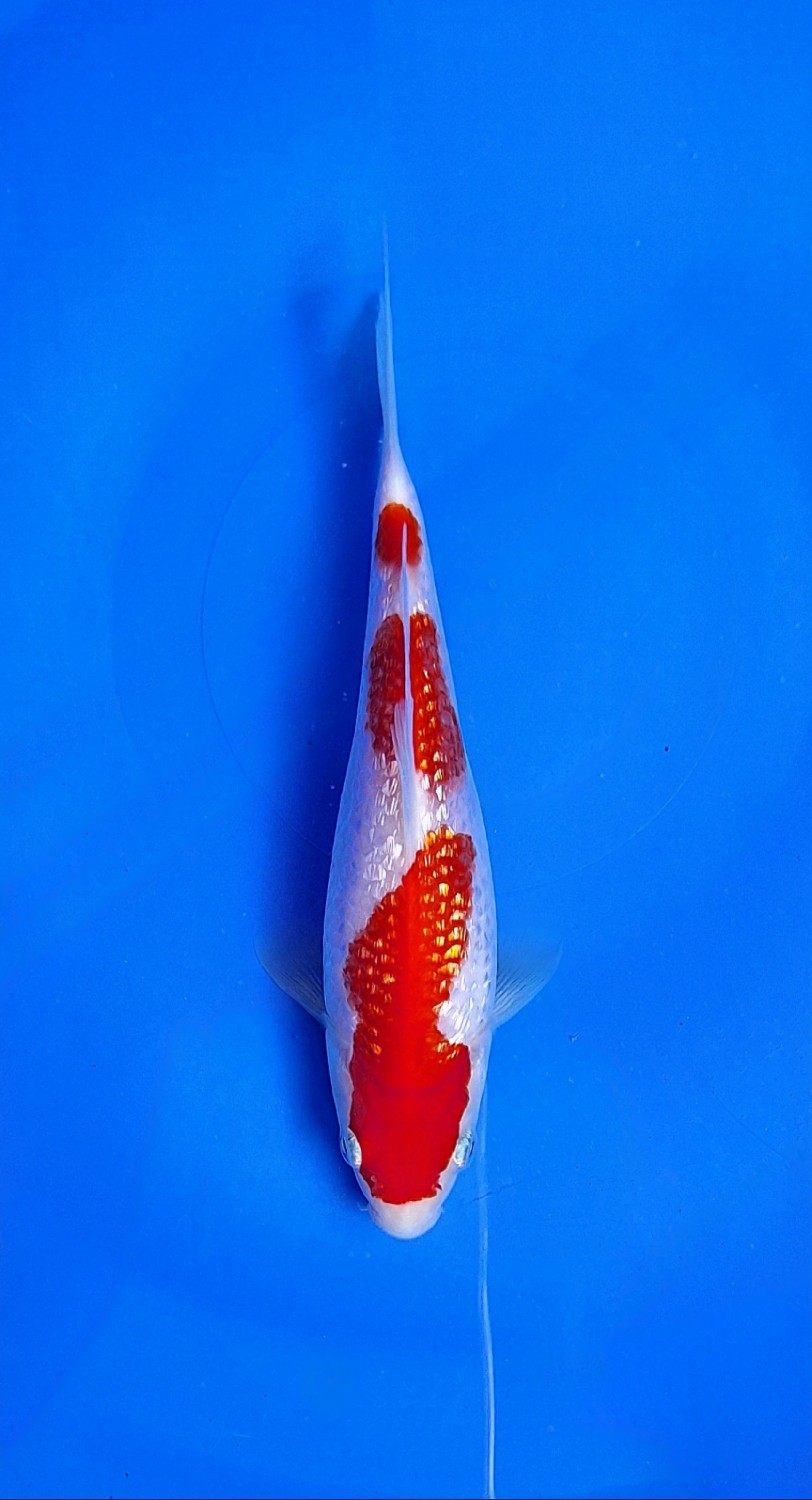 Juara 5