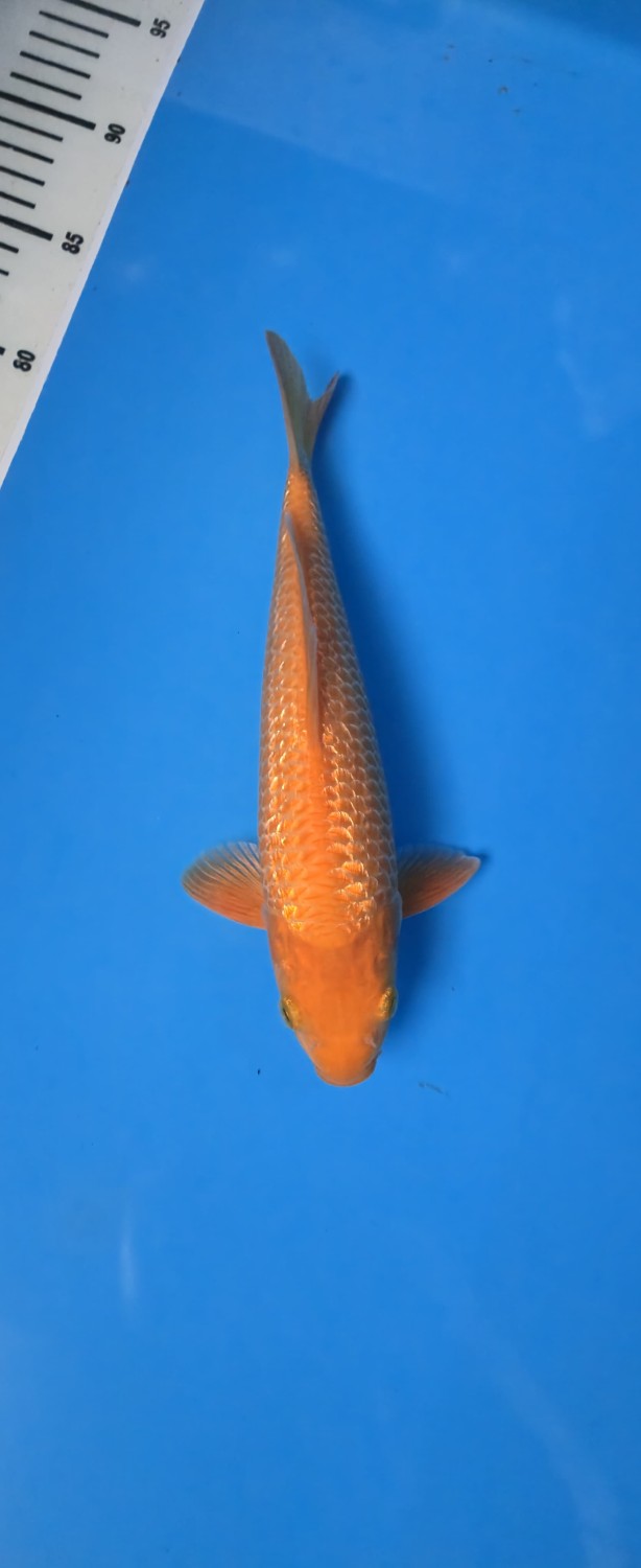 Juara 1