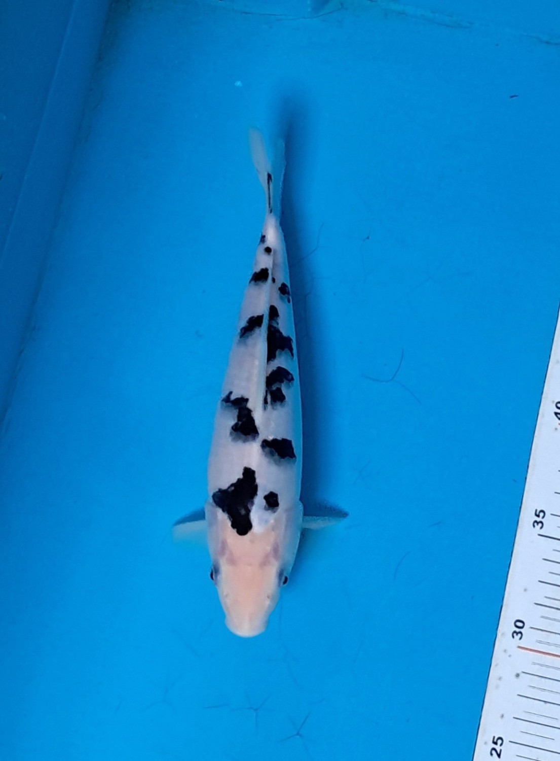 D. Cempaka Prize, 21 - 25 cm