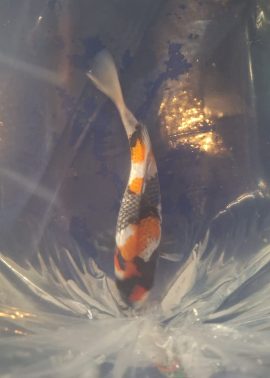 B. Melati Mini Champion