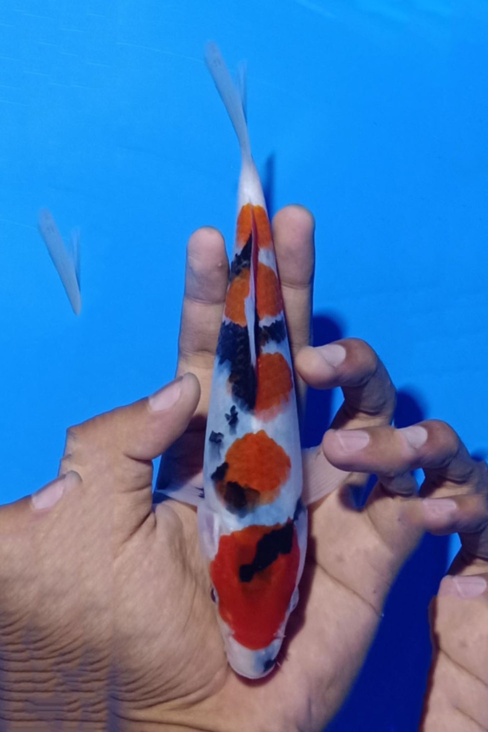 Juara 3