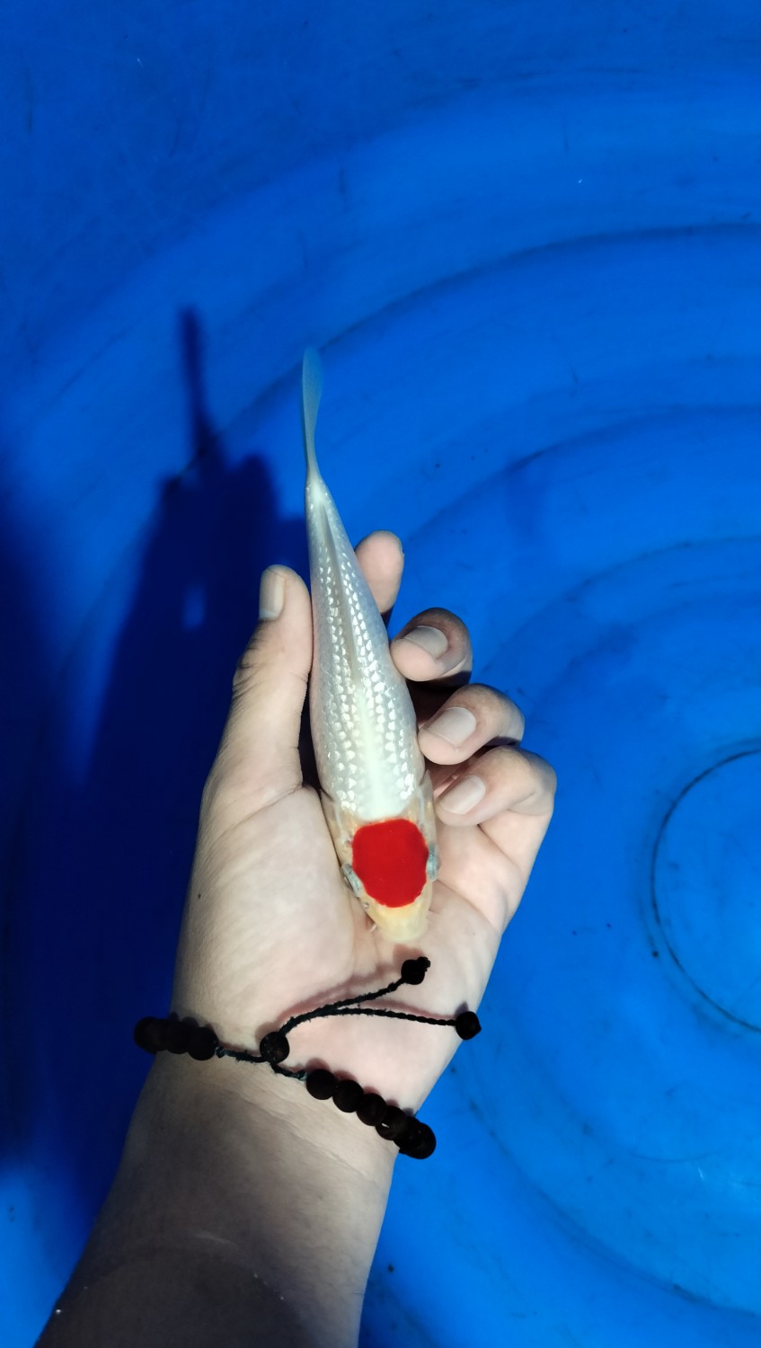 C. Anggrek Mini Champion
