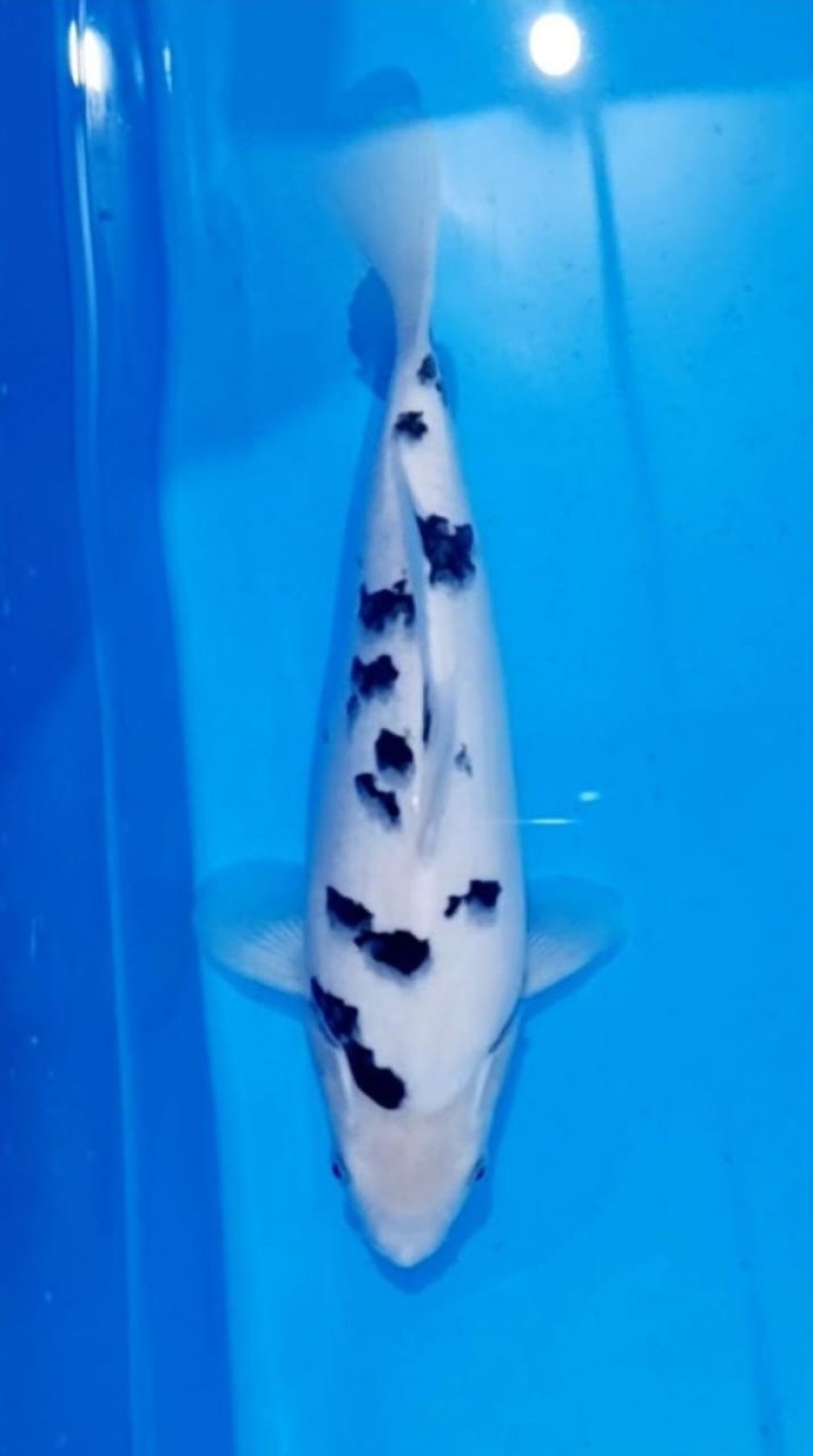 D. Cempaka Prize, 41 - 45 cm