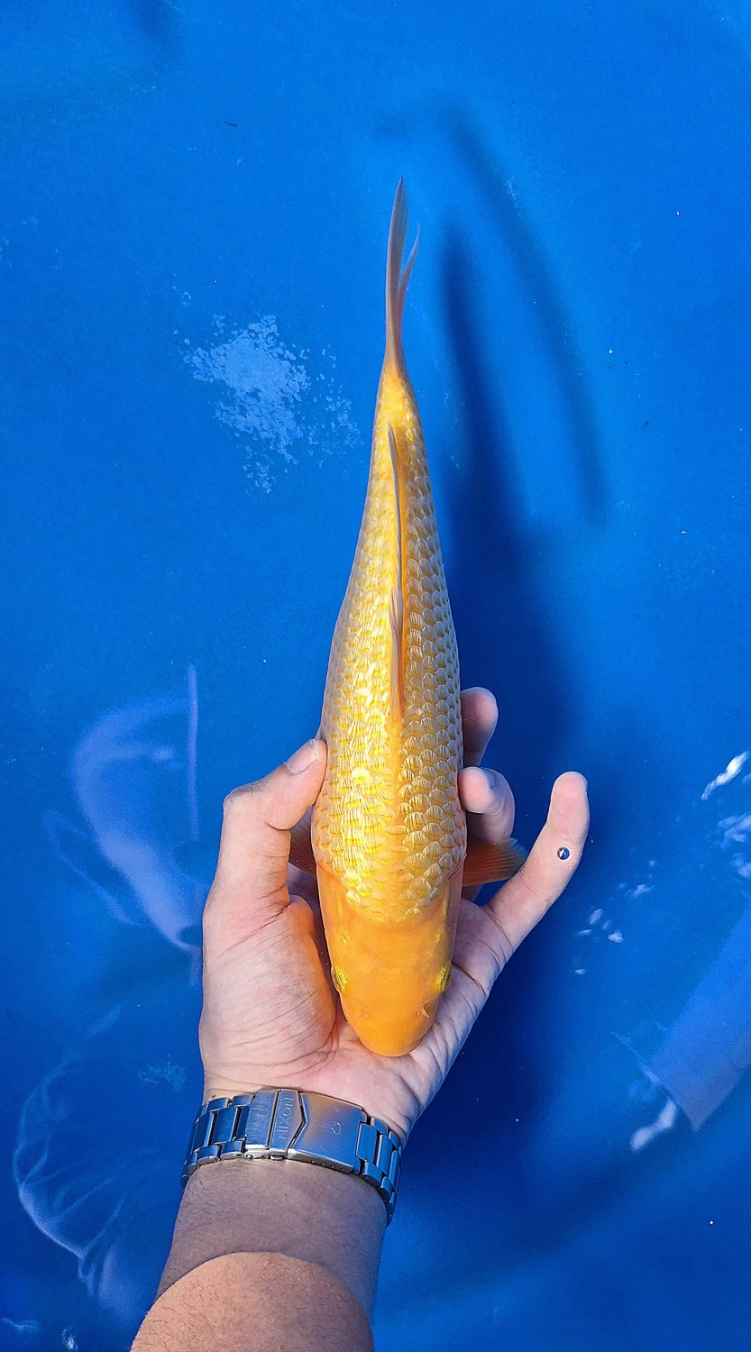 E. Kamboja Prize, 21 - 25 cm