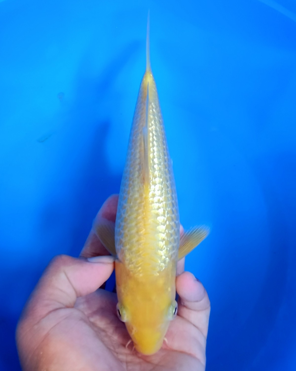 Juara 2